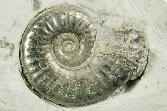 Pyritized Jurassic Ammonite (Fuciniceras) Fossil - France #367620